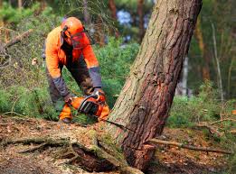 Best Tree Cabling and Bracing  in Vale, OR