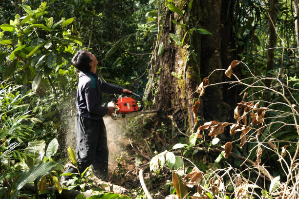 Best Stump Grinding and Removal  in Vale, OR