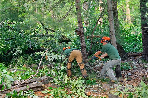 Best Hazardous Tree Removal  in Vale, OR