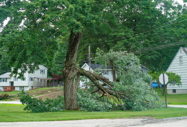 Best Emergency Tree Removal  in Vale, OR