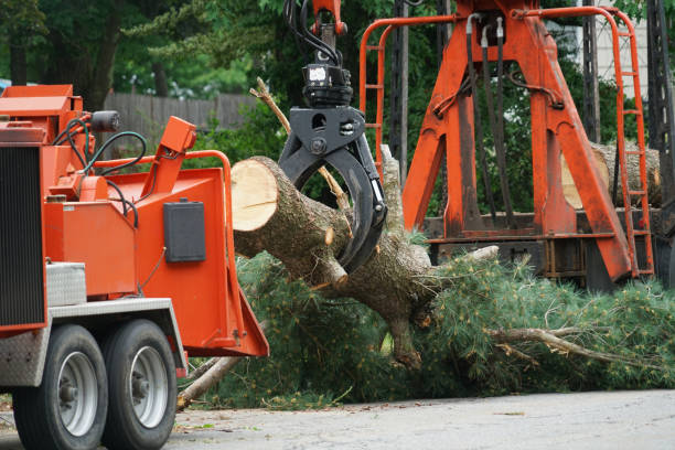 How Our Tree Care Process Works  in  Vale, OR